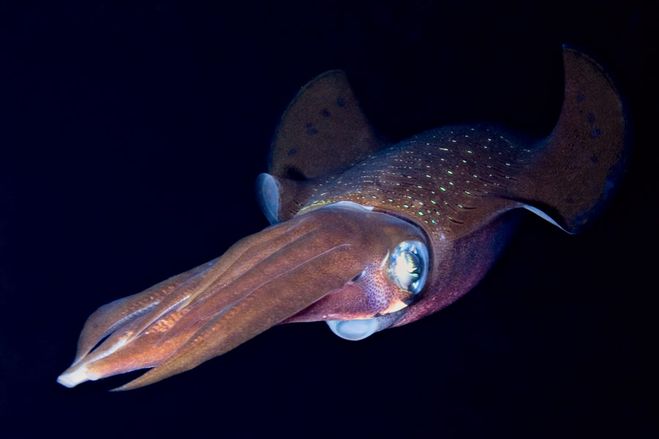 Кальмар, осьминог, спрут что общего, чем отличаются?