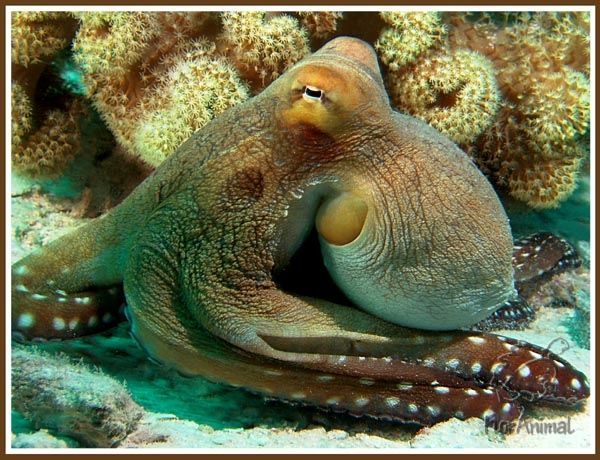 Кальмар, осьминог, спрут что общего, чем отличаются?