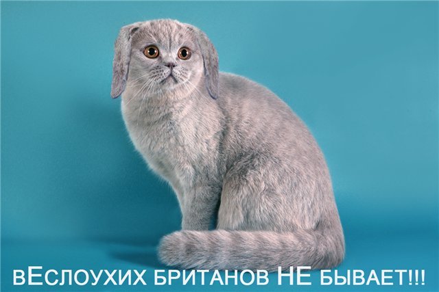 Котёнка какой породы лучше выбрать "Британца" или